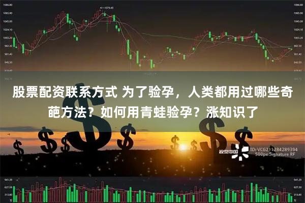 股票配资联系方式 为了验孕，人类都用过哪些奇葩方法？如何用青蛙验孕？涨知识了