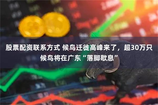 股票配资联系方式 候鸟迁徙高峰来了，超30万只候鸟将在广东“落脚歇息”